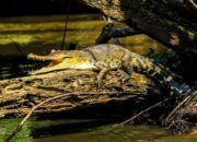 Penemuan Unik Saat Lockdown Dari Hewan Langka Sampai Teknologi Baru